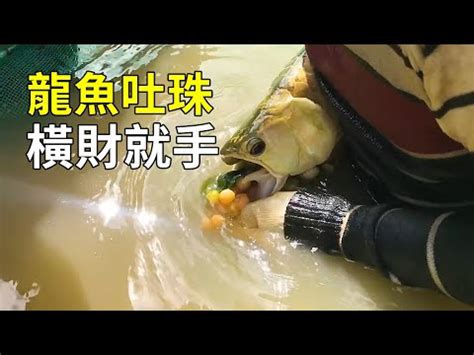 養紅龍|龍魚養殖：13種飼養技巧建議